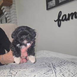 Sydney Faye - Syd - Black and white female Shihpoo puppy in Eldon, Missouri from B&B Designer Shihpoo’s