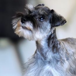 Miniature Schnauzers from Valley_Schnauzer