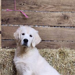 Light Pink - Light golden Golden Retriever puppy in Linden, Michigan from High Society Farm