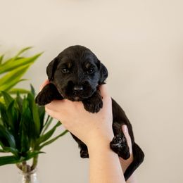 Minerva McGonagall - Phantom female Goldendoodle puppy in New River, Arizona from Sonoran Standard Doodles
