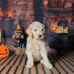 Yellow boy - Caramel male Labradoodle puppy in El Paso, Texas from My Cuddly Doodles