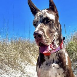 Great Danes from Long Hall Danes