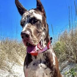 Great Danes from Long Hall Danes