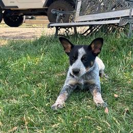 Australian Cattle Dog Puppies from Southern Oregon Heelers
