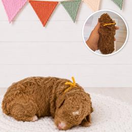 Betsy - Cream female Goldendoodle puppy in Jerome, Michigan from Haaspawz