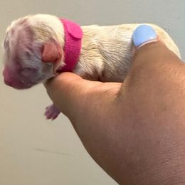 Pink - Chocolate, tan and white female Yorkshire Terrier puppy in Selden, New York from Alisha's Yorkshire Terriers