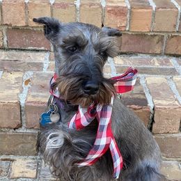 Miniature Schnauzers from Sommett Schnauzer Farms