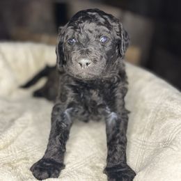 Harlan - Brown and white male Aussiedoodle puppy in Monroe, North Carolina from The Klepper Homestead