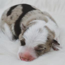 Border Collie and Maremma Sheepdog Puppies from 2J 2K Border Collies