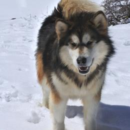 Hazel - Alaskan Malamute