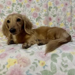 Bannon - Dachshund