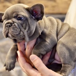 French Bulldog Puppies from Speedwell Forge French Bulldogs LLC