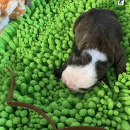 Boy 2 - Brindle male Bulldog puppy in Tierra Verde, Florida from Destiny Kennel