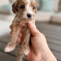 Bernedoodle, Goldendoodle, and Poodle Puppies from Beach Doodles