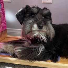 Miniature Schnauzers from Liv’s Schnauzers