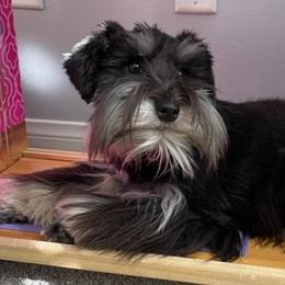 Miniature Schnauzers from Liv’s Schnauzers