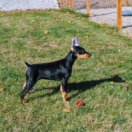 Doberman Pinscher Puppies from Allettare Dobermans