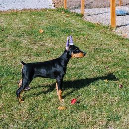 Doberman Pinscher Puppies from Allettare Dobermans
