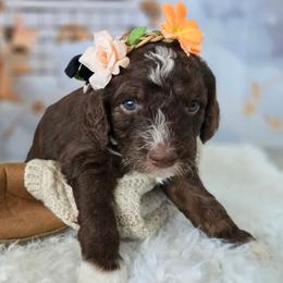 Violet - Brown and white female Aussiedoodle puppy in Prescott Valley, Arizona from Ramirez Family Doodles