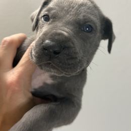 Cupid - Blue female Great Dane puppy in Batavia, Illinois from Dream Danes House of Cambridge Great Danes