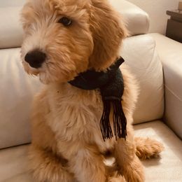 Winston - Goldendoodle puppy from Hula & Oliver Co.