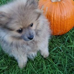 Olivia - Lavender female Pomeranian puppy in Bellevue, Iowa from Fluffy Wonders Poms and Doodles
