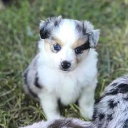 Miniature Australian Shepherds and Toy Australian Shepherds from Cockburn’s Toy and Mini Australian Shepherds
