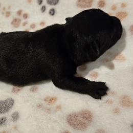 Female1 - Black female Scottish Terrier puppy in Conroe, Texas from Scotch McLaren Terriers