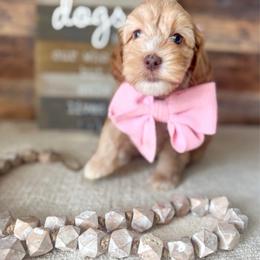 Petunia - Caramel female Australian Labradoodle puppy in Dawson, Georgia from Still Pond Australian Labradoodles