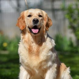 Lina - Golden Retriever