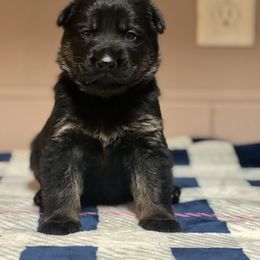 Girl 2 - German Shepherd puppy in Villa Rica, Georgia from Von Wolf GSD’S