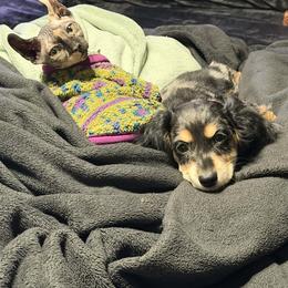 Dachshund Puppies from Witchy Woman’s Wiener’s