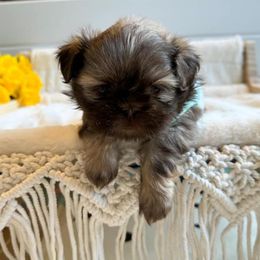 Shih Tzu Puppies from Purse Pup Shih Tzus