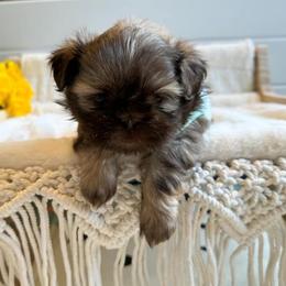 Shih Tzu Puppies from Purse Pup Shih Tzus