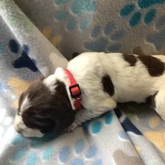 Girl 2 - Brown roan Spinone Italiano puppy in Cecil County, Maryland from Turkey Point Spinone Pups