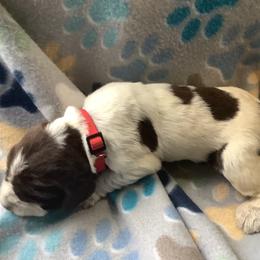 Girl 2 - Brown roan Spinone Italiano puppy in Cecil County, Maryland from Turkey Point Spinone Pups