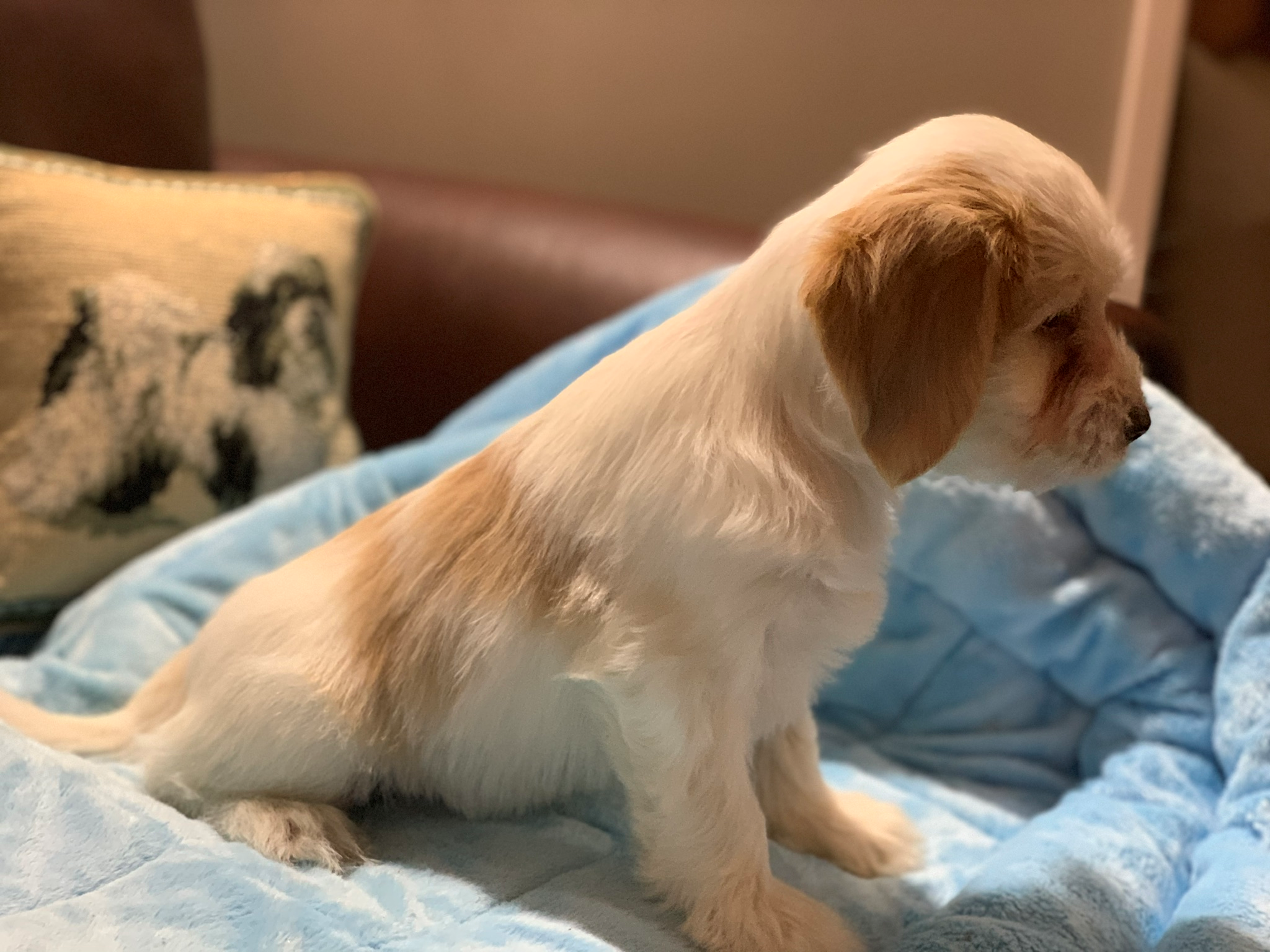 Tibetan Terrier All Grown Up from Kham Ra Tibetans