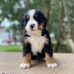 Casper - Black rust and white Bernese Mountain Dog puppy in New Haven, Indiana from Milan Berners