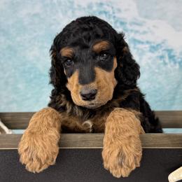 Moin Moin - A northern German Greeting - Phantom male Poodle puppy in Middlebourne, West Virginia from El Silencio Standard Poodles