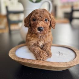 Ash - Red  male Goldendoodle puppy in Alamance County, North Carolina from Doodle Squad Puppies