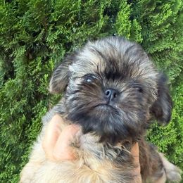 Ginger - Red female Brussels Griffon puppy in Brooks, Georgia from Brooks Berner Bears & Brussels Griffons