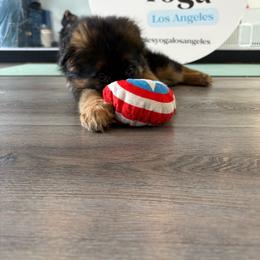 AKC Orange Girl - Black and red female German Shepherd puppy in Bakersfield, California from Aguirre Farm