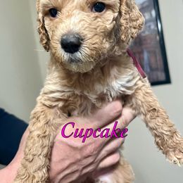 Cupcake - Goldendoodle puppy in Byron, Minnesota from Midwestern Doodles