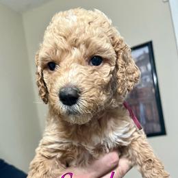 Cupcake - Goldendoodle puppy in Byron, Minnesota from Midwestern Doodles