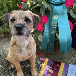 Border Terriers from Briar Rose Border Terriers