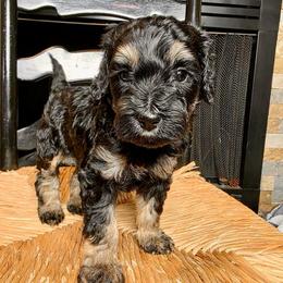 Bella - Phantom female Bernedoodle puppy in Tyner, Kentucky from Good Dog Doodles