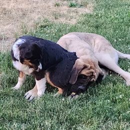 Australian Shepherd and Mastiff Puppies from Aussome Pups at Alexander Farm