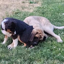 Australian Shepherd and Mastiff Puppies from Aussome Pups at Alexander Farm