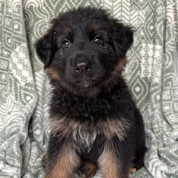 Root Beer - Stogie - Black and red male German Shepherd puppy in Coplay, Pennsylvania from By My Side Germans Shepherds & Dobermans