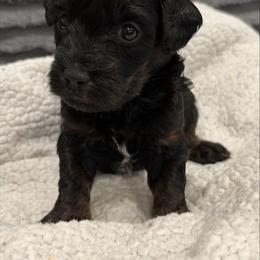 Cupid - Phantom male Goldendoodle puppy in Point, Texas from Tiny Paws Goldendoodles